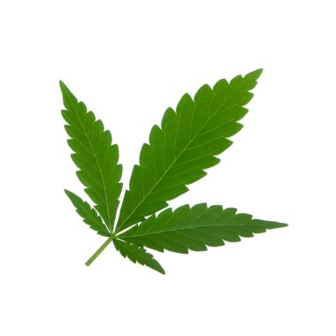 arka planda aromatik bitki, yakın