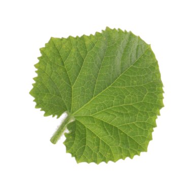 olgun Salatalık yakın 