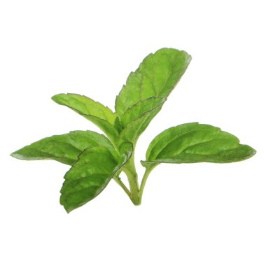 beyaz arka plan üzerinde izole yeşil yaprakları ile fesleğen kök