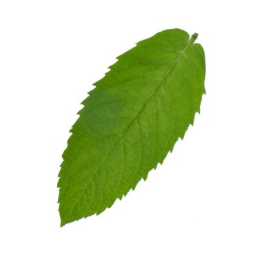 Beyaz arkaplanda izole edilmiş nane yaprağı