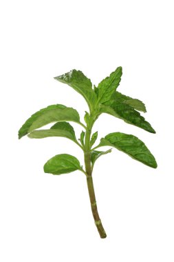 beyaz arka plan üzerinde izole yeşil yaprakları ile fesleğen kök