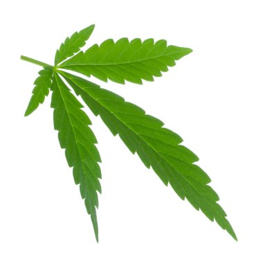 arka planda aromatik bitki, yakın