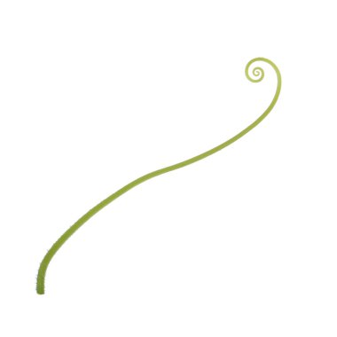 olgun Salatalık yakın 