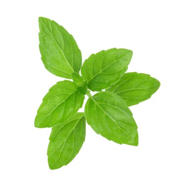 Beyaz arkaplanda izole edilmiş nane yaprakları