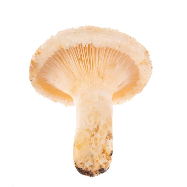 Pilz Hautnah Auf Weiß — Stockfoto