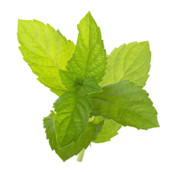 Mint Plant Green Leaves Isolated White Background — Stock Photo, Image