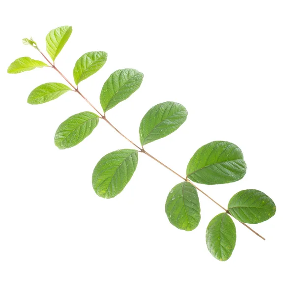 Green Leaves Background Close — Stock Photo, Image