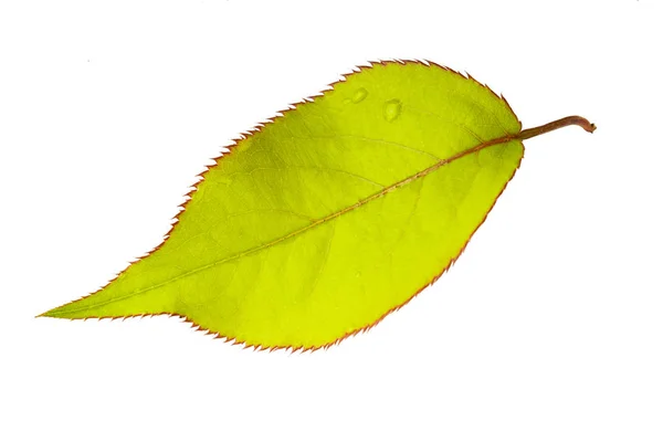 Zielona Gruszka Liść Białym Tle Zbliżenie — Zdjęcie stockowe