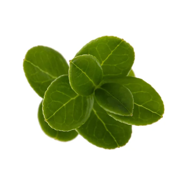 Zelené Rostlinné Listy Izolované Bílém Pozadí — Stock fotografie