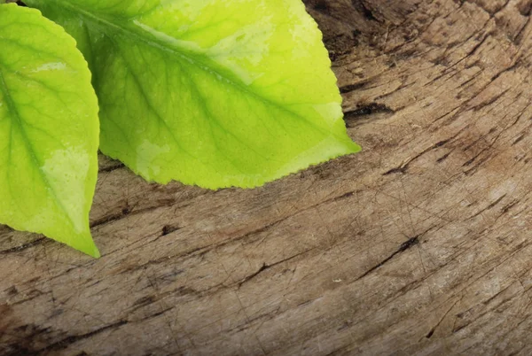 Grüne Zitrusfrüchte Auf Hintergrund Nahaufnahme — Stockfoto