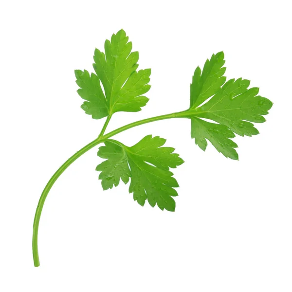 Taze yeşil maydanoz beyaz arkaplanda izole