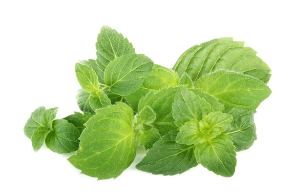 Daun Mint Terisolasi Latar Belakang Putih — Stok Foto