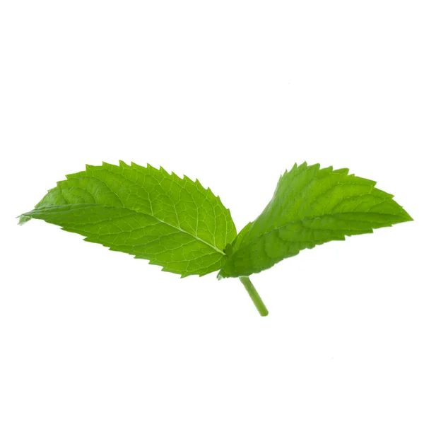 Mátová Rostlina Zelenými Listy Izolovanými Bílém Pozadí — Stock fotografie