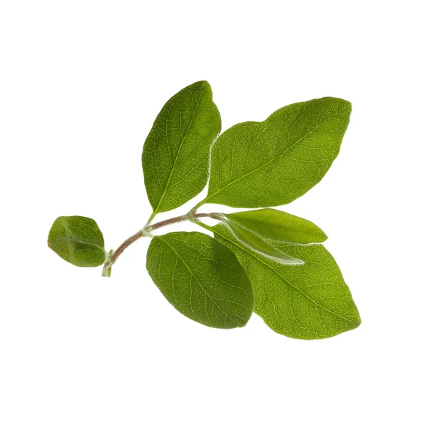 Branch Green Leaves Isolated White Background — Stock Photo, Image