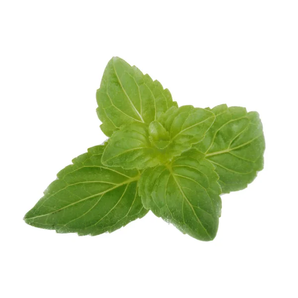 Menthe Avec Des Feuilles Vertes Isolées Sur Fond Blanc — Photo