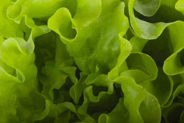 Πράσινα Φύλλα Σαλάτας Κοντινό Πλάνο — Φωτογραφία Αρχείου