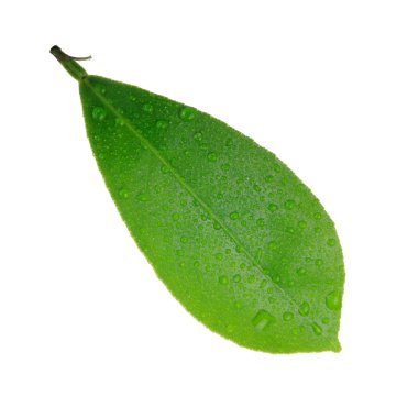 arka planda doğal narenciye, yakın çekim