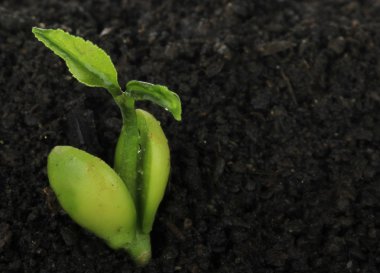 arka planda yeşil narenciye, yakın