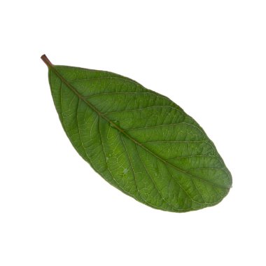 arka planda aromatik bitki, yakın