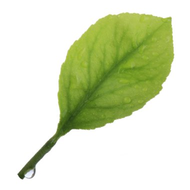 arka planda yeşil narenciye, yakın