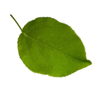 beyaz arka plan üzerinde izole yeşil armut yaprağı, yakın çekim 