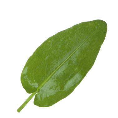 arka planda aromatik bitki, yakın