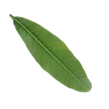 olgun mango meyve yakın 