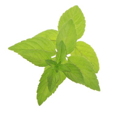 beyaz arka plan üzerinde izole yeşil yaprakları ile nane bitki