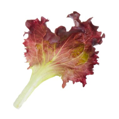 Beyaz arka plan üzerinde izole salata yaprağı