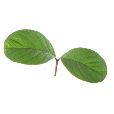 arkaplanda yeşil yapraklar, kapat