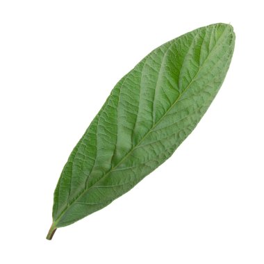 arka planda aromatik bitki, yakın