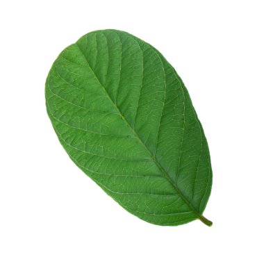 arka planda aromatik bitki, yakın