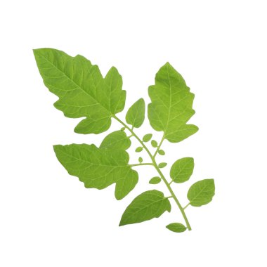 beyaz arka plan üzerinde izole taze yeşil domates yaprakları