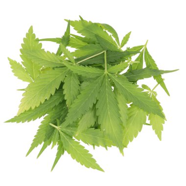 arka planda esrar ot, yakın