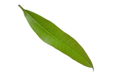 olgun mango meyve yakın 