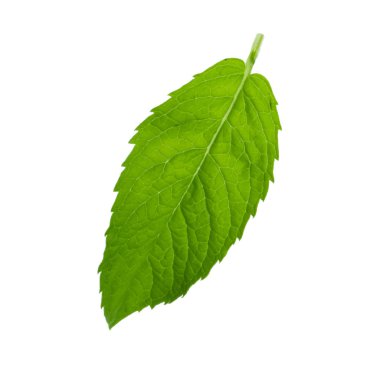Beyaz arkaplanda izole edilmiş nane yaprağı