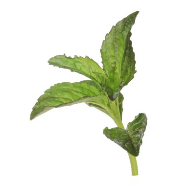 beyaz arka plan üzerinde izole yeşil yaprakları ile fesleğen kök