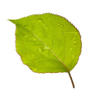 beyaz arka plan üzerinde izole yeşil armut yaprağı, yakın çekim 