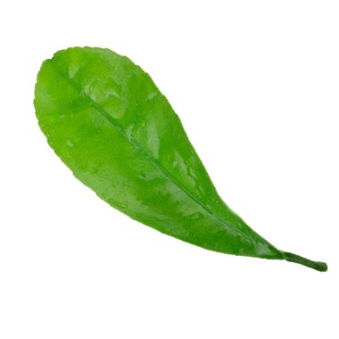 beyaz arka plan üzerinde izole turuncu yaprak, yakın çekim 