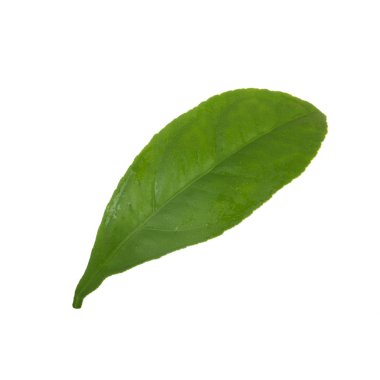 beyaz arka plan üzerinde izole turuncu yaprak, yakın çekim 