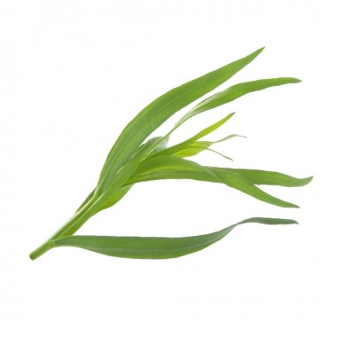 arka planda aromatik bitki, yakın