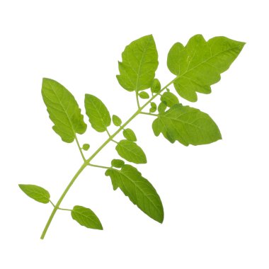 beyaz arka plan üzerinde izole taze yeşil domates yaprakları