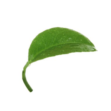 beyaz arka plan üzerinde izole yeşil turuncu yaprak, yakın çekim 