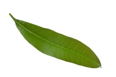 olgun mango meyve yakın 