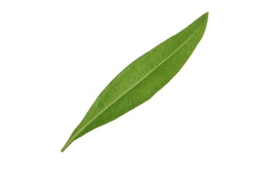 Beyaz arka plan üzerinde izole yeşil zeytin yaprağı