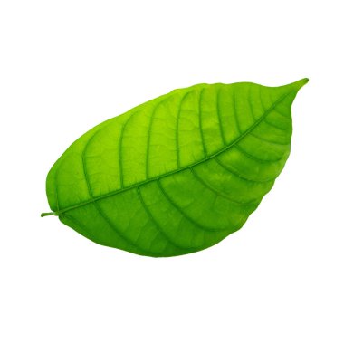 Arka planda yeşil yaprak, yakın