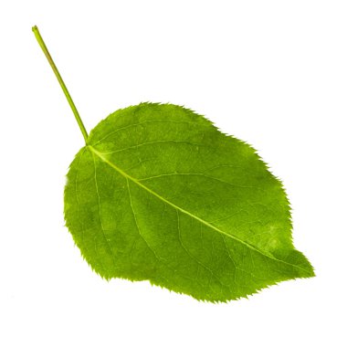 beyaz arka plan üzerinde izole yeşil armut yaprağı, yakın çekim 