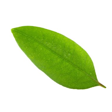 leechee yakın bırakır 
