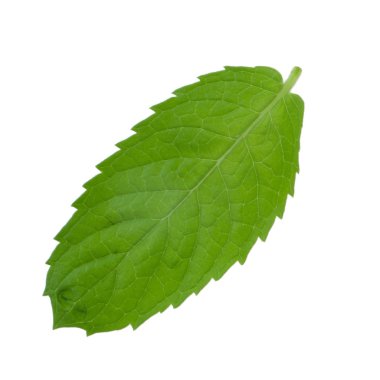 Beyaz arkaplanda izole edilmiş nane yaprağı