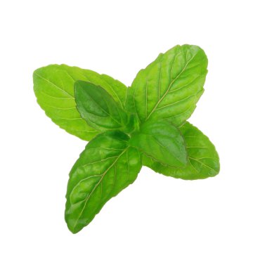 beyaz arka plan üzerinde izole yeşil yaprakları ile fesleğen kök